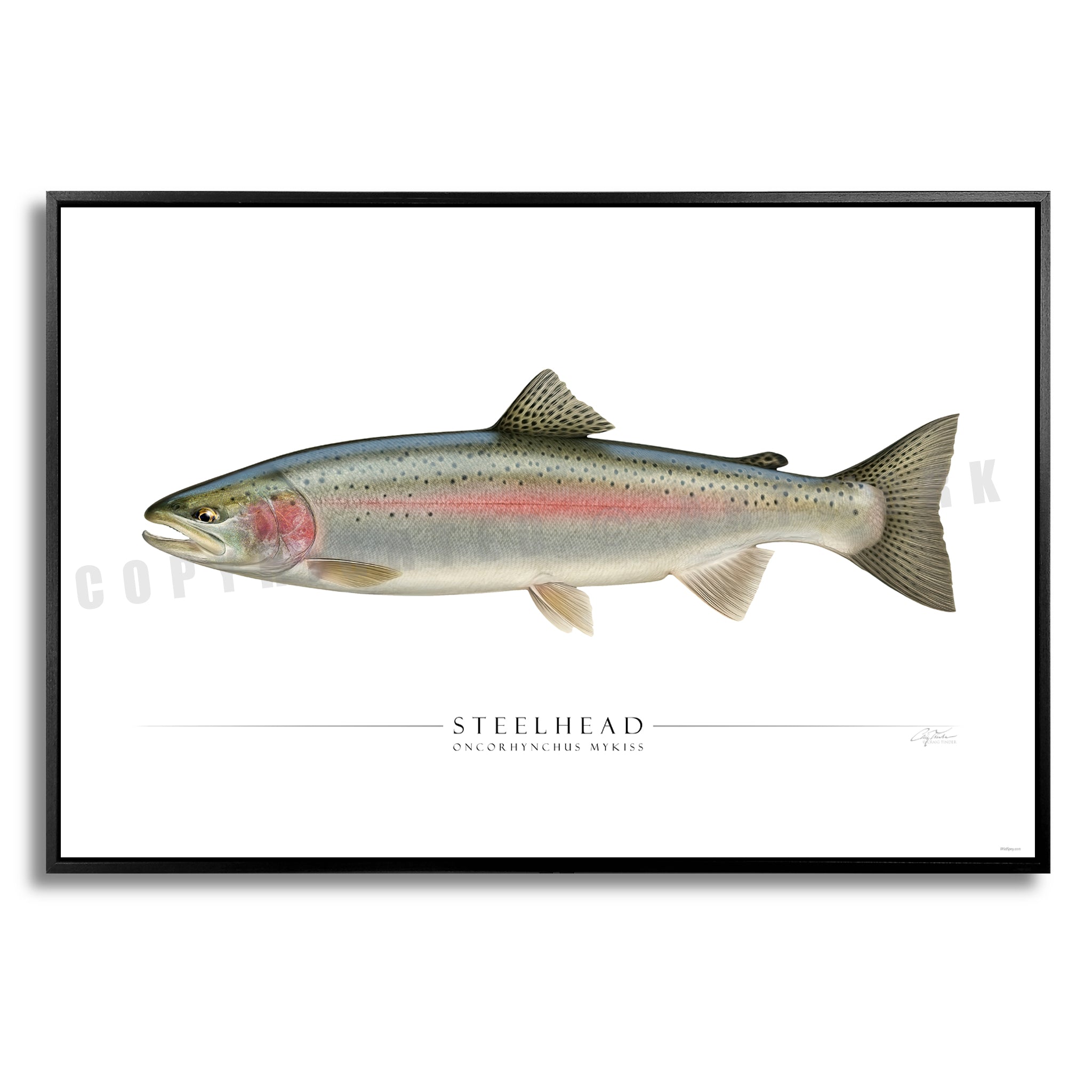Steelhead Trout - Side View