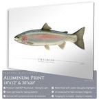 Steelhead Trout - Side View