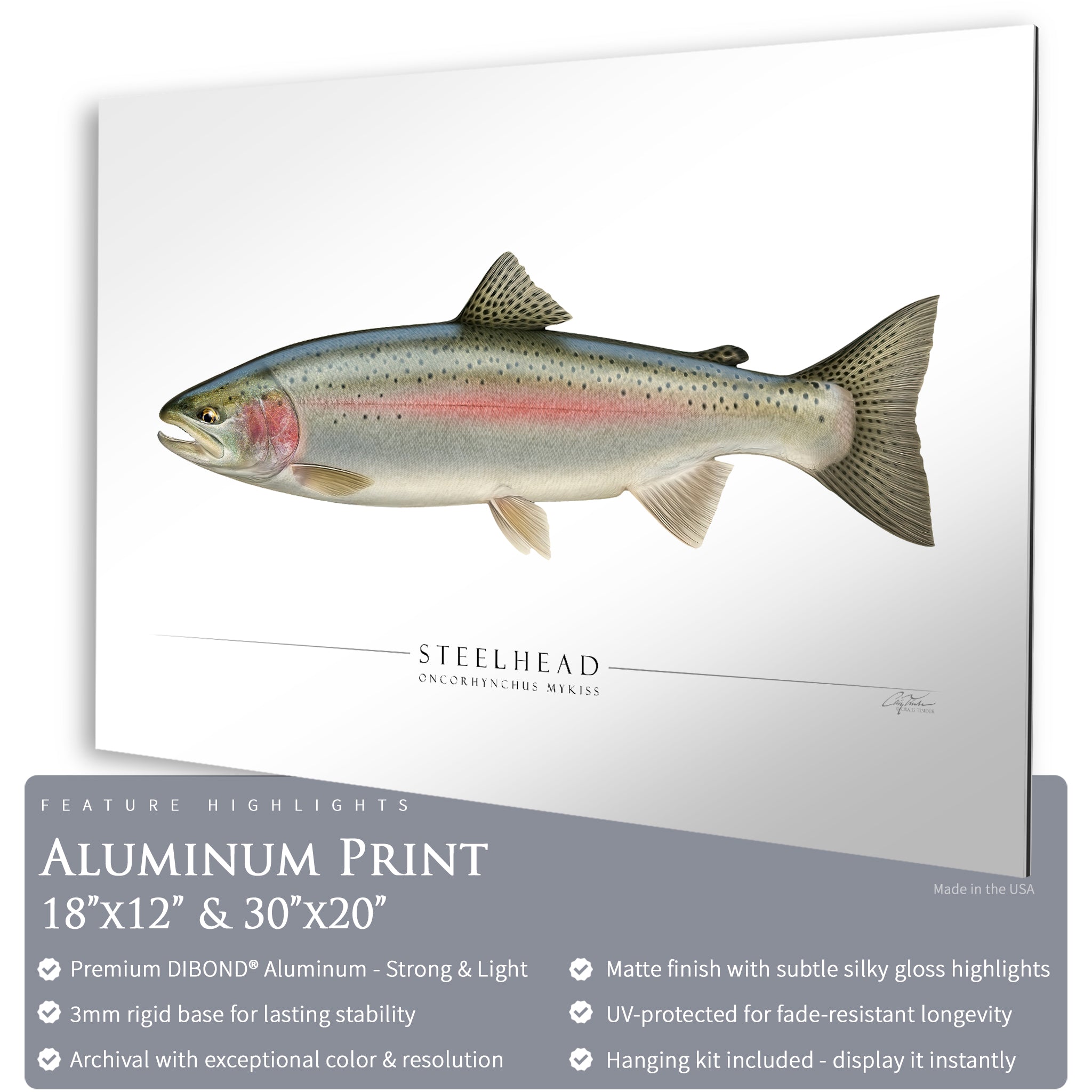 Steelhead Trout - Side View