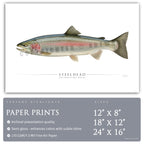 Steelhead Trout - Side View