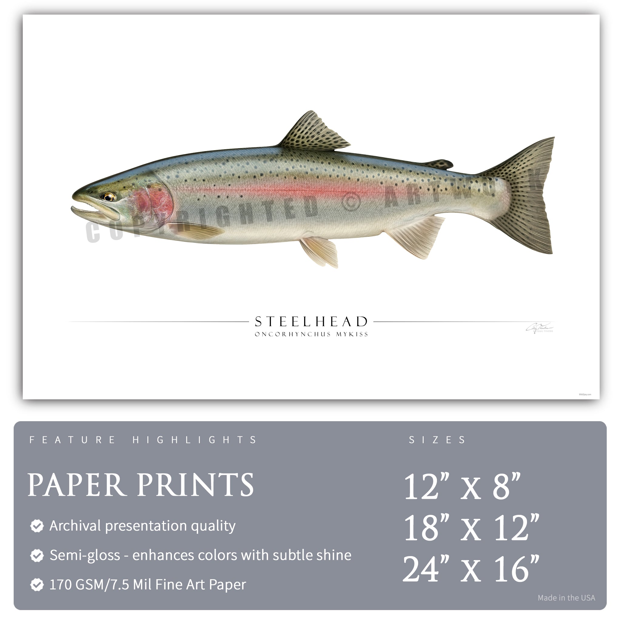 Steelhead Trout - Side View