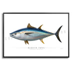 Bluefin Tuna - Side View