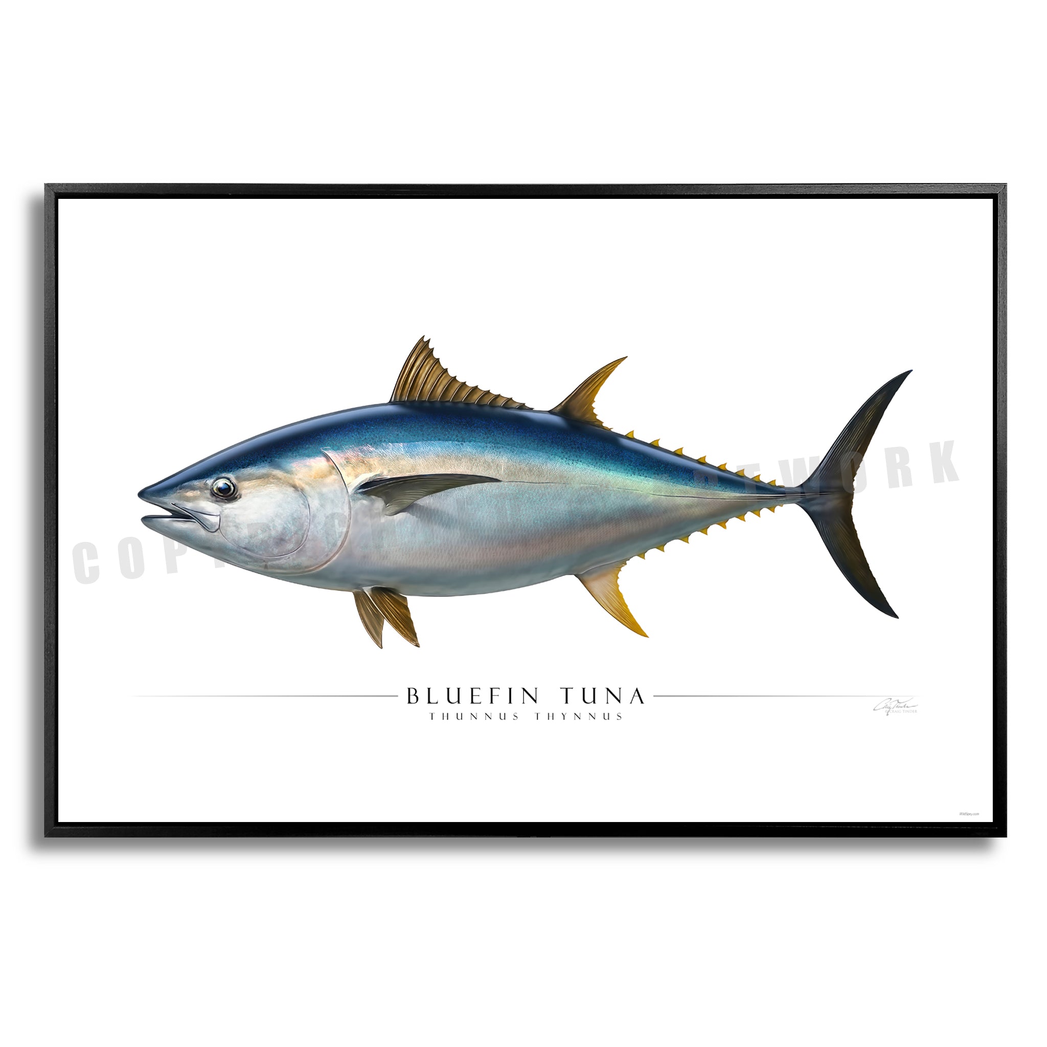 Bluefin Tuna - Side View
