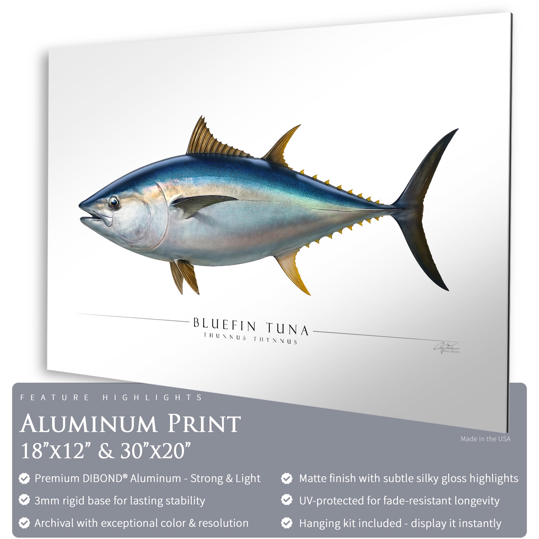 Bluefin Tuna - Side View