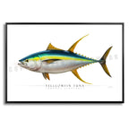Yellowfin Tuna - Side View