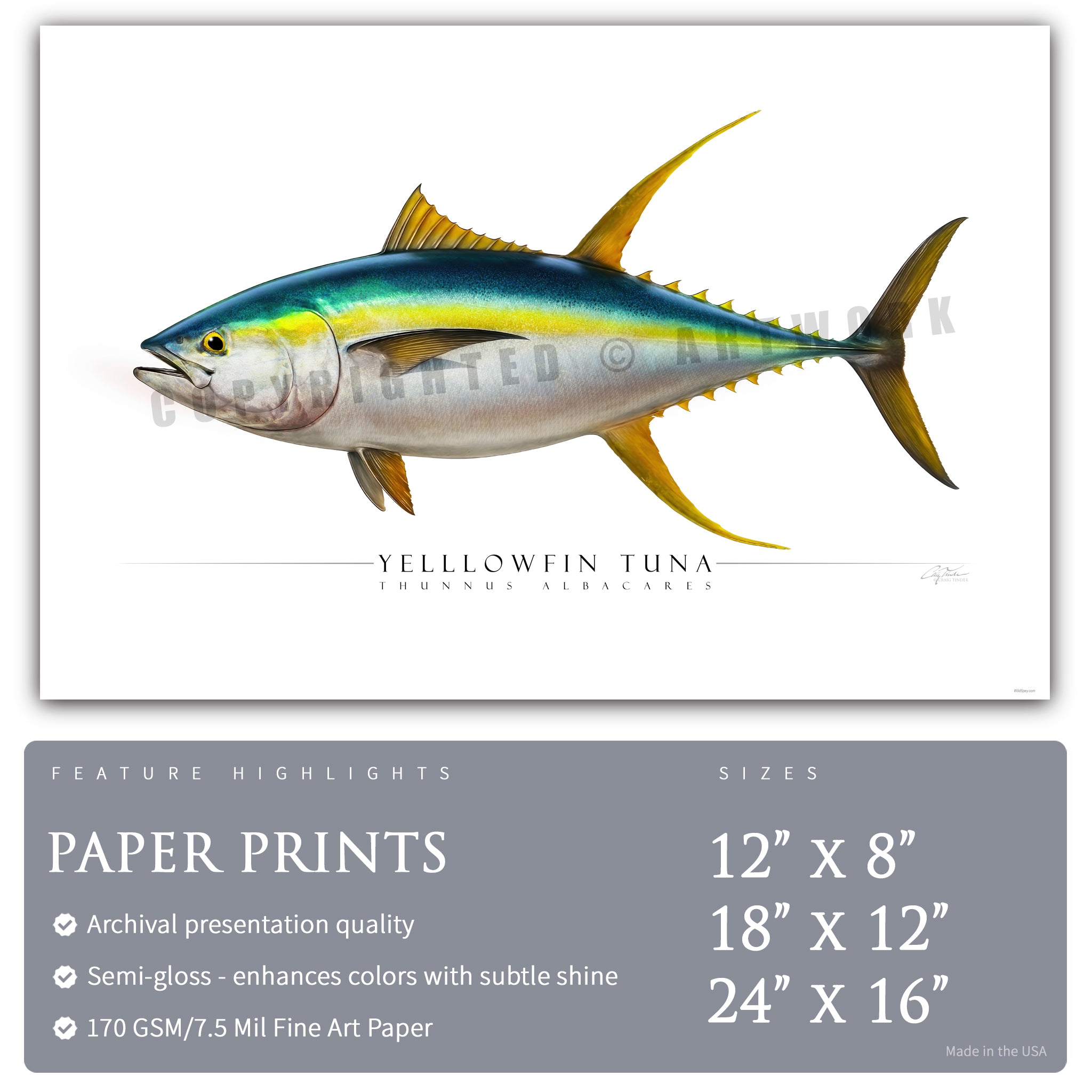 Yellowfin Tuna - Side View