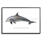 Bottlenose Dolphin - Side View