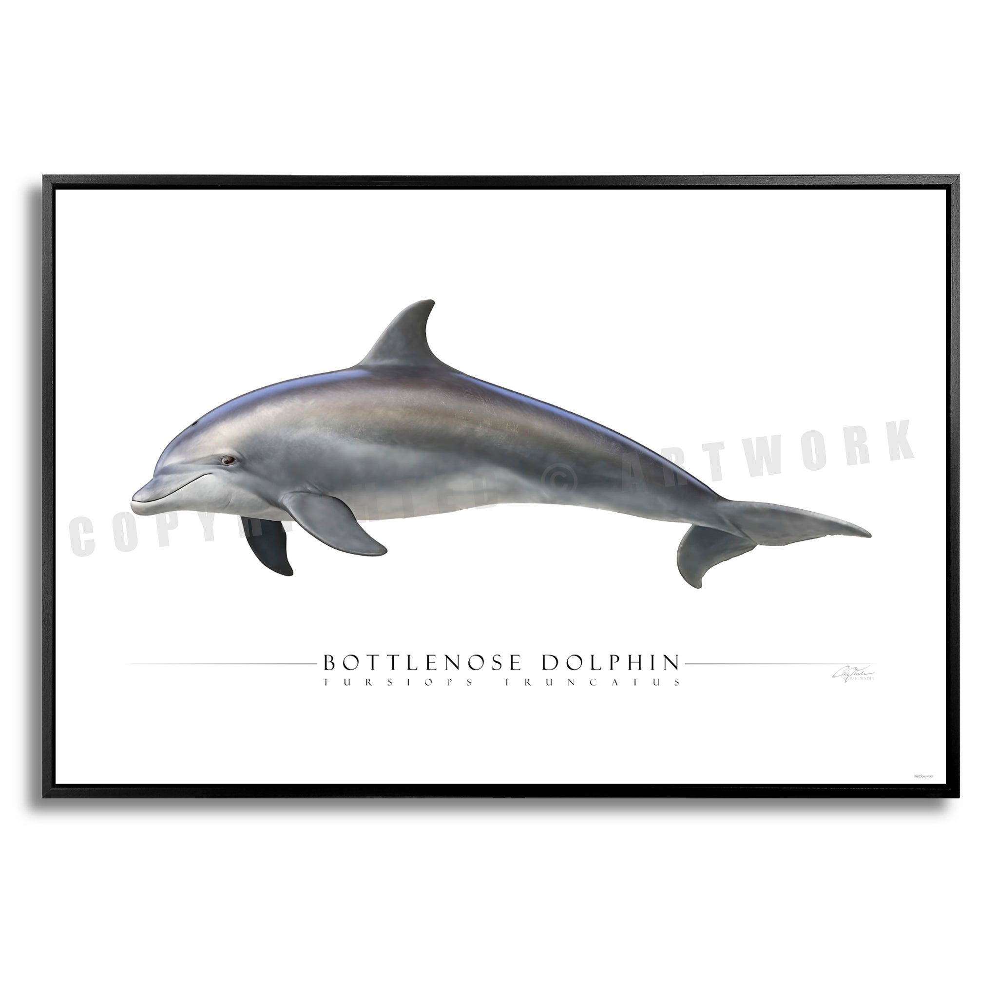 Bottlenose Dolphin - Side View