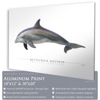 Bottlenose Dolphin - Side View