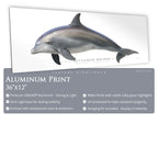 Bottlenose Dolphin - Side View