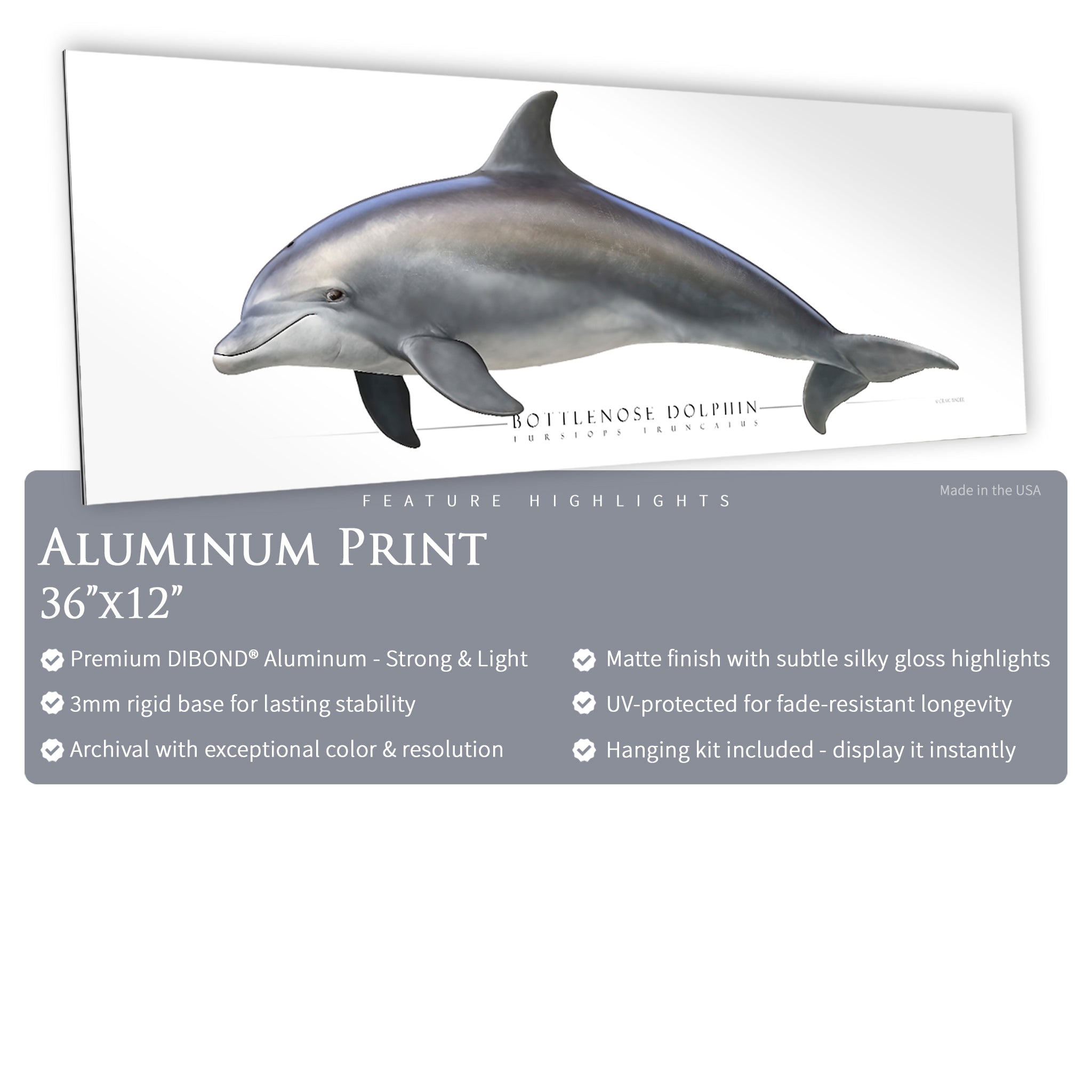 Bottlenose Dolphin - Side View