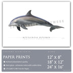Bottlenose Dolphin - Side View