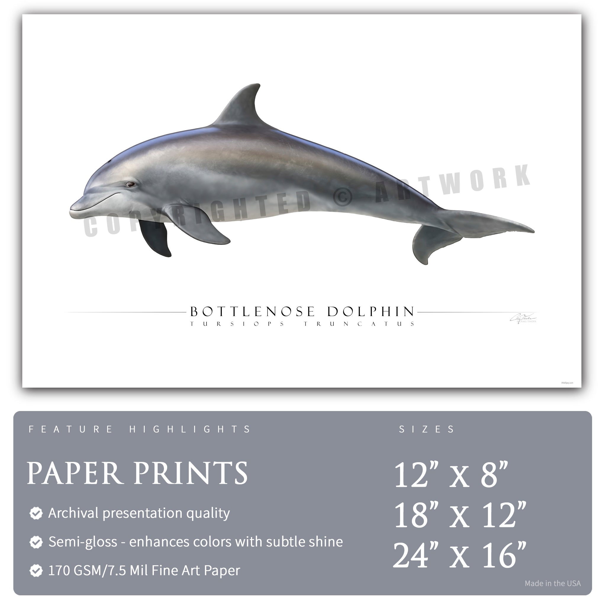 Bottlenose Dolphin - Side View