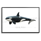Killer Whale (Orca) - Side View