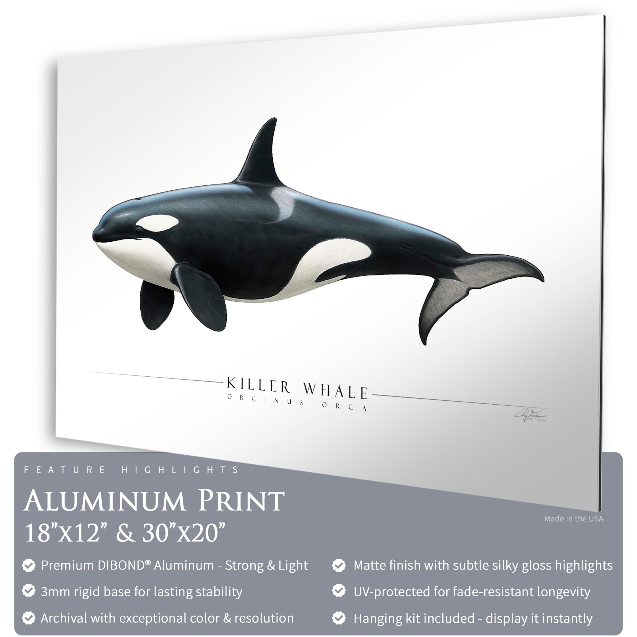 Killer Whale (Orca) - Side View