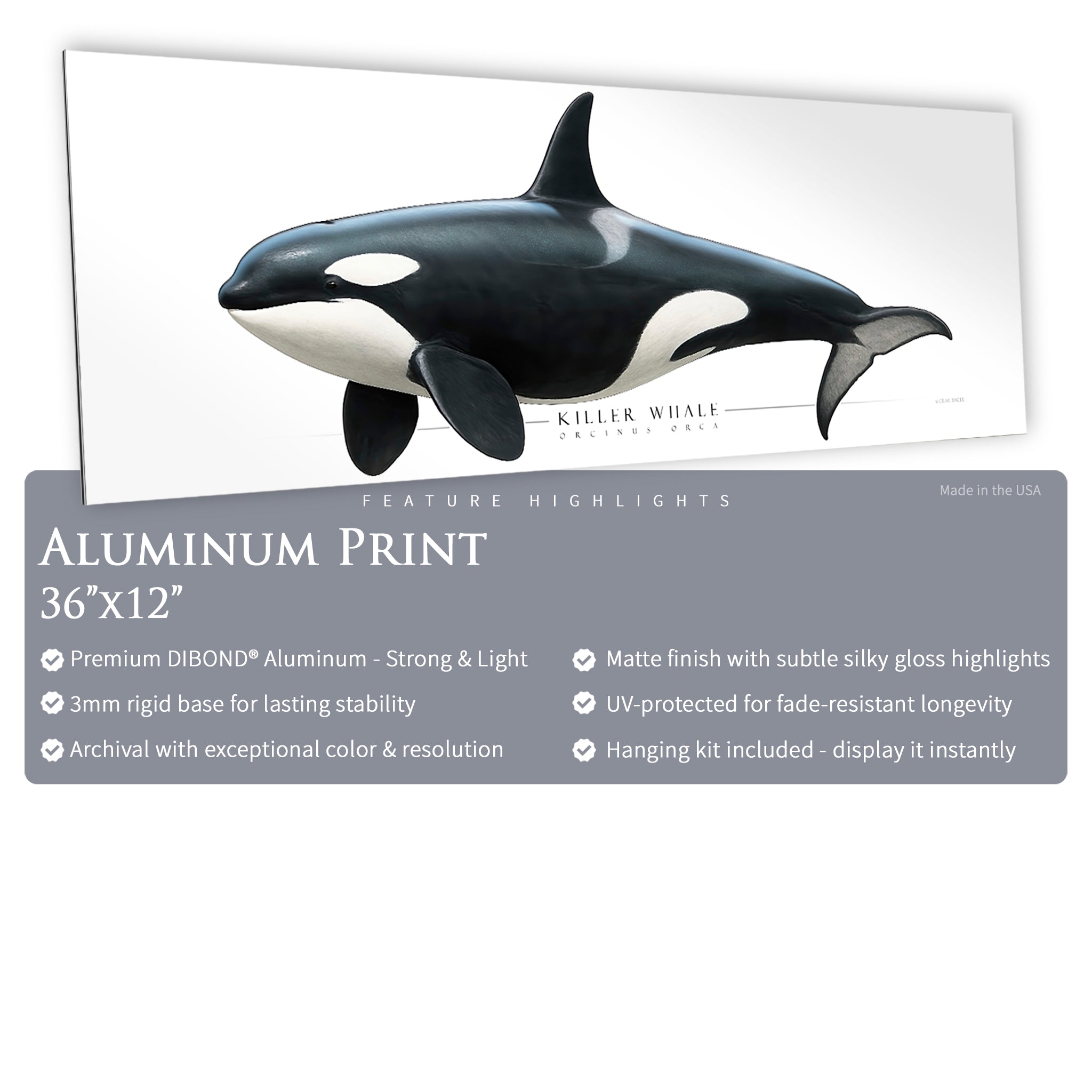 Killer Whale (Orca) - Side View