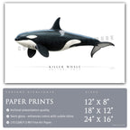 Killer Whale (Orca) - Side View