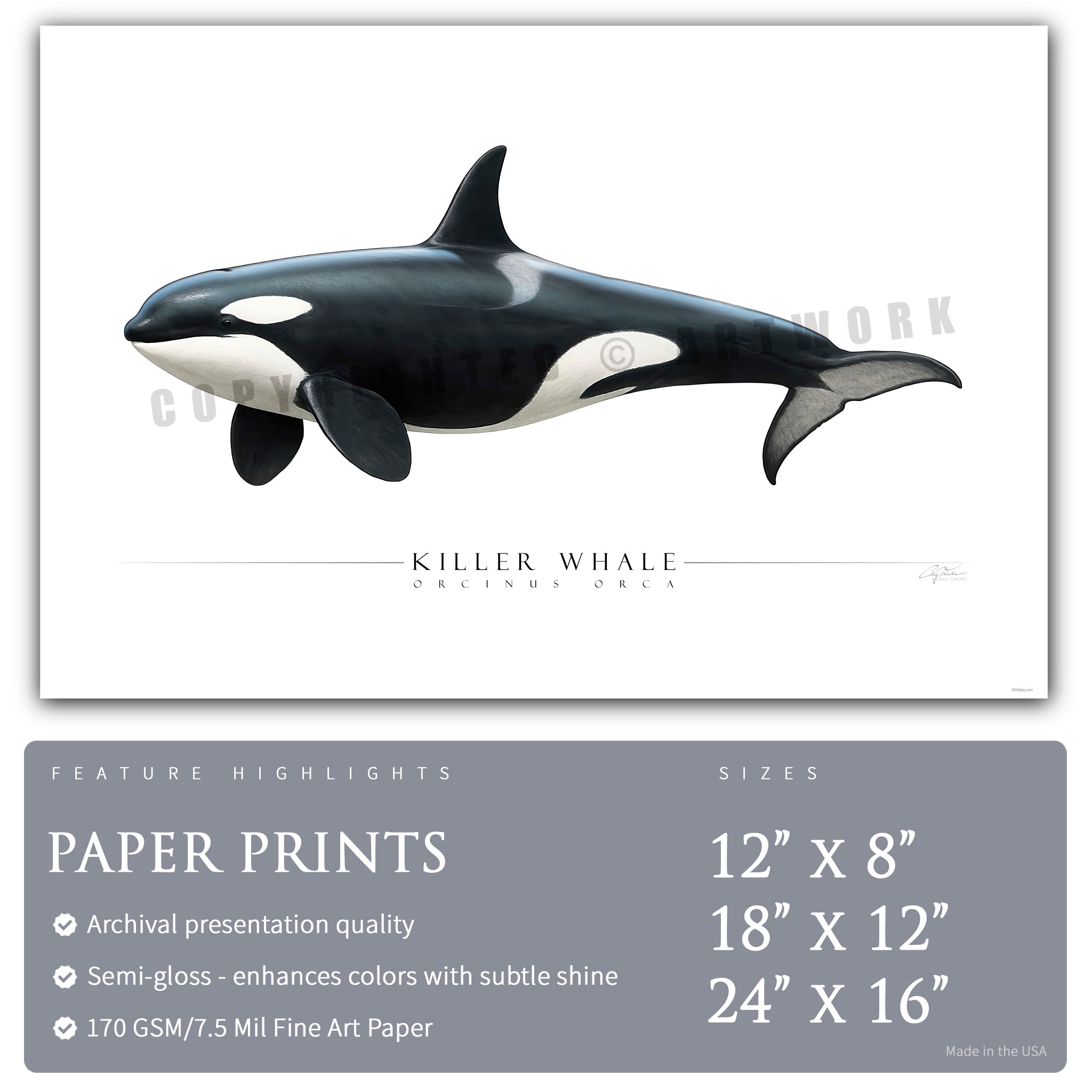 Killer Whale (Orca) - Side View