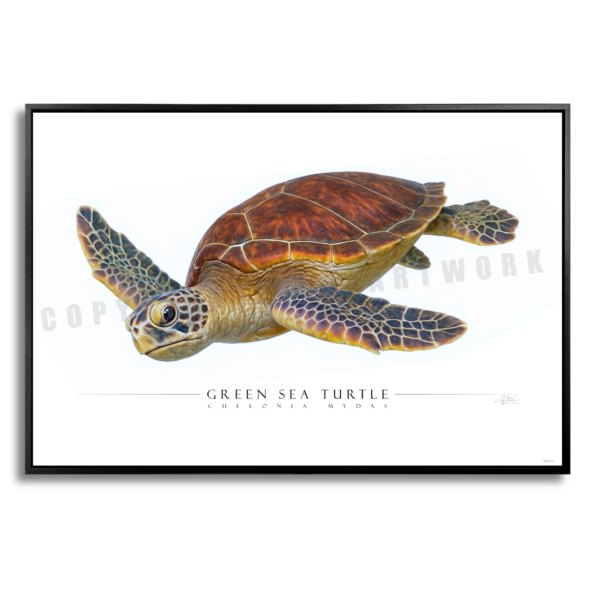 Green Sea Turtle - Side View