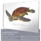 Green Sea Turtle - Side View