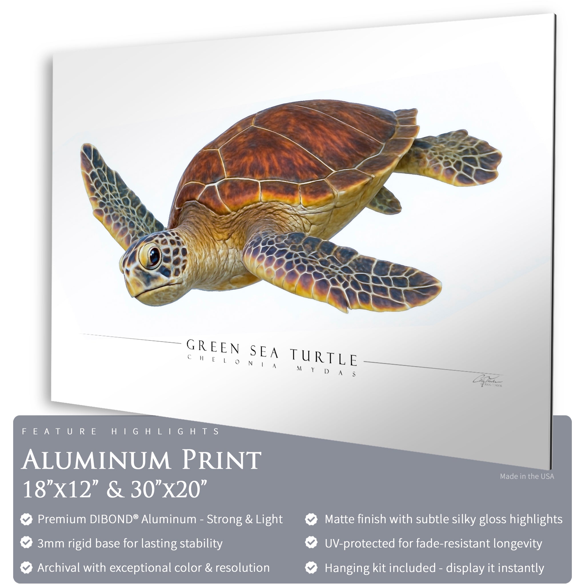 Green Sea Turtle - Side View