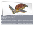 Green Sea Turtle - Side View