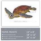 Green Sea Turtle - Side View