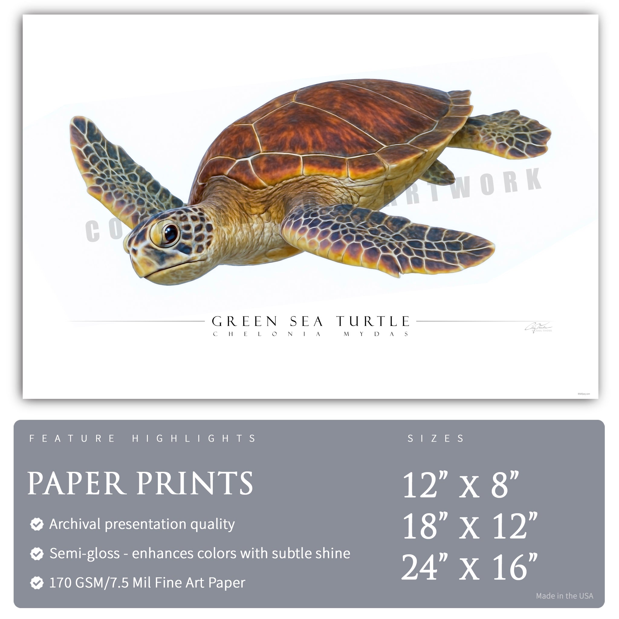 Green Sea Turtle - Side View