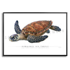 Hawksbill Sea Turtle - Side View