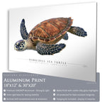 Hawksbill Sea Turtle - Side View