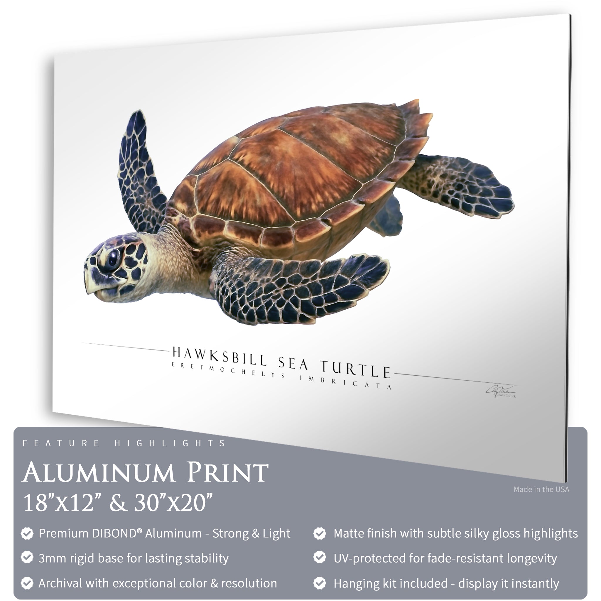 Hawksbill Sea Turtle - Side View