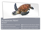 Hawksbill Sea Turtle - Side View