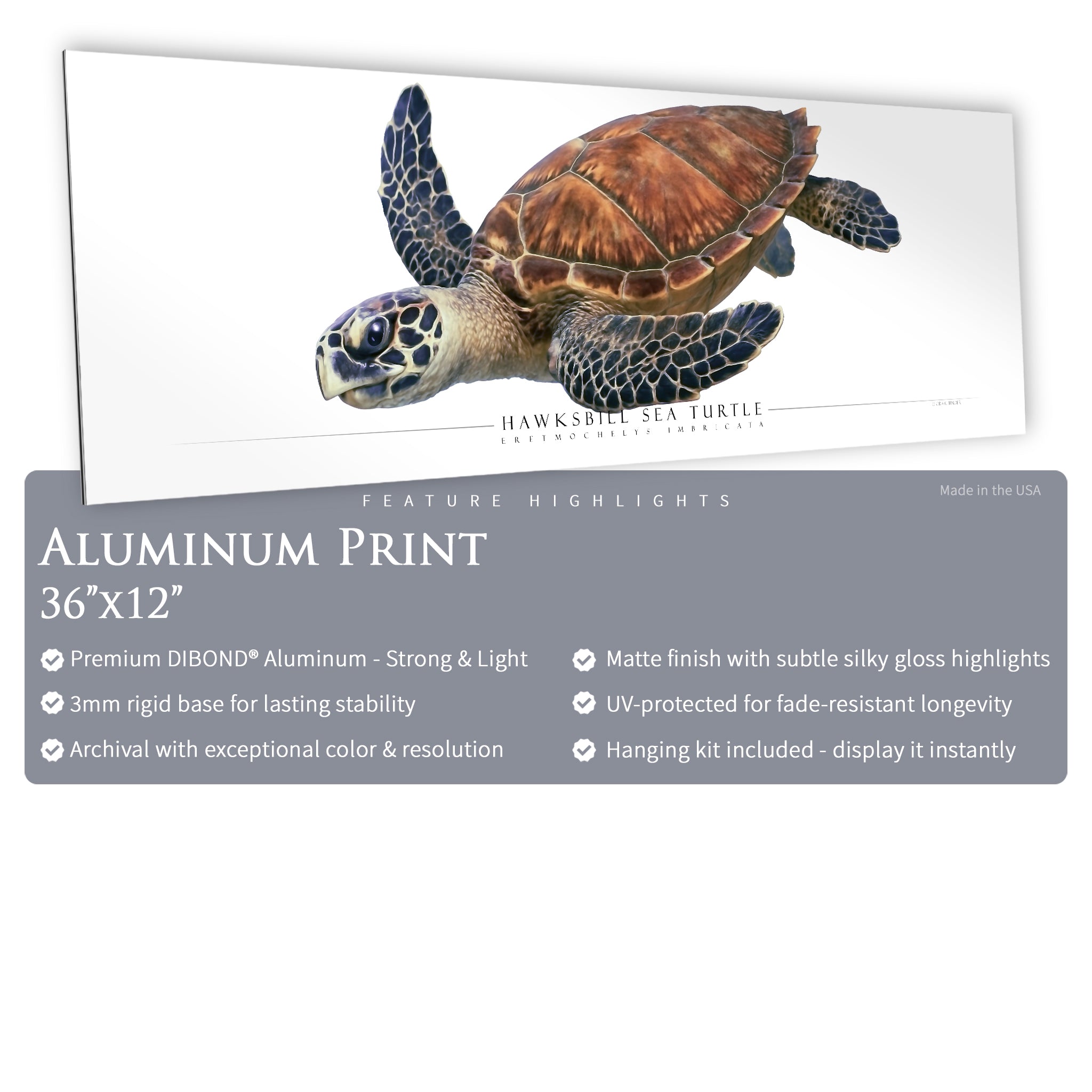 Hawksbill Sea Turtle - Side View