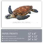 Hawksbill Sea Turtle - Side View