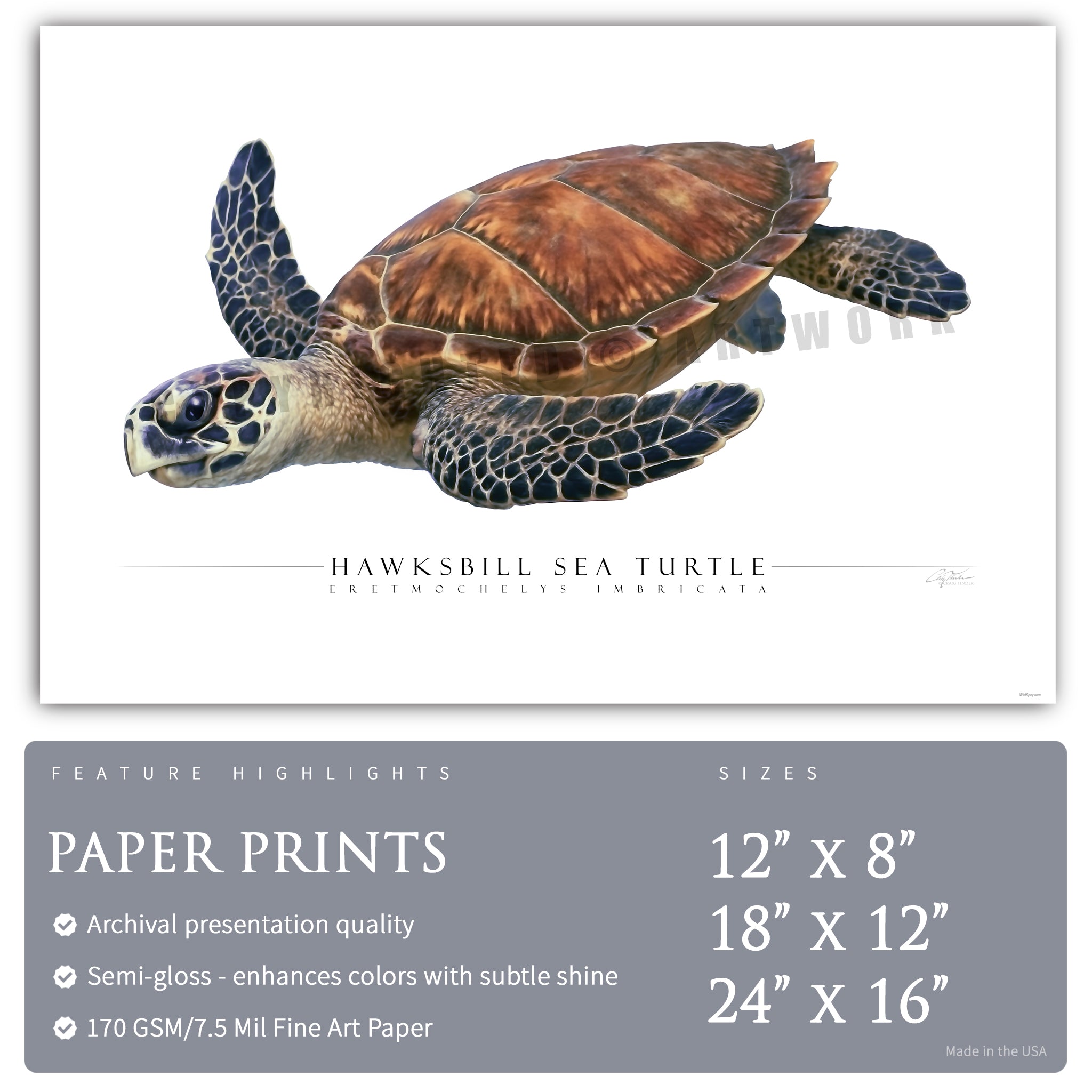 Hawksbill Sea Turtle - Side View