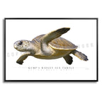 Kemp's Ridley Sea Turtle - Side View