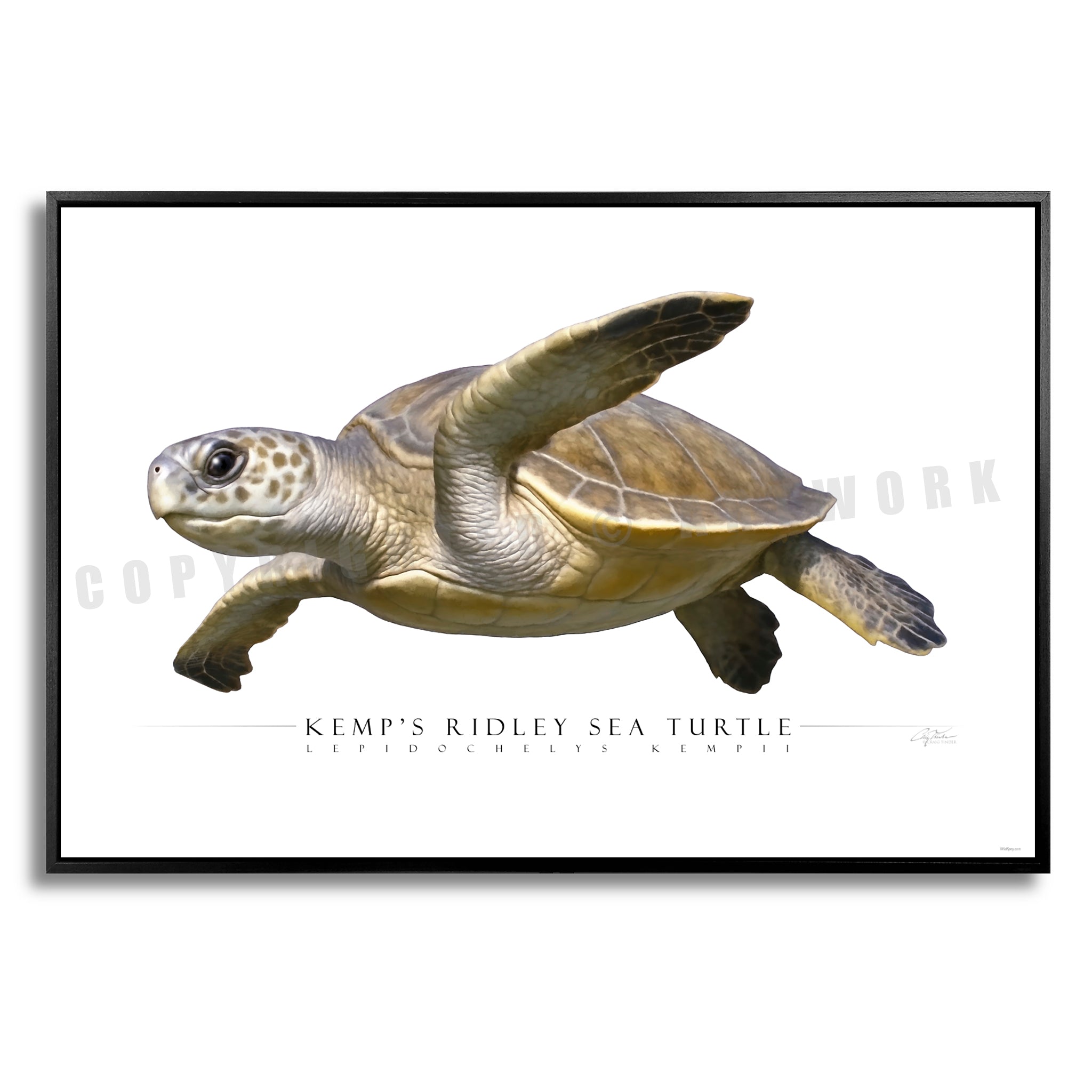 Kemp's Ridley Sea Turtle - Side View