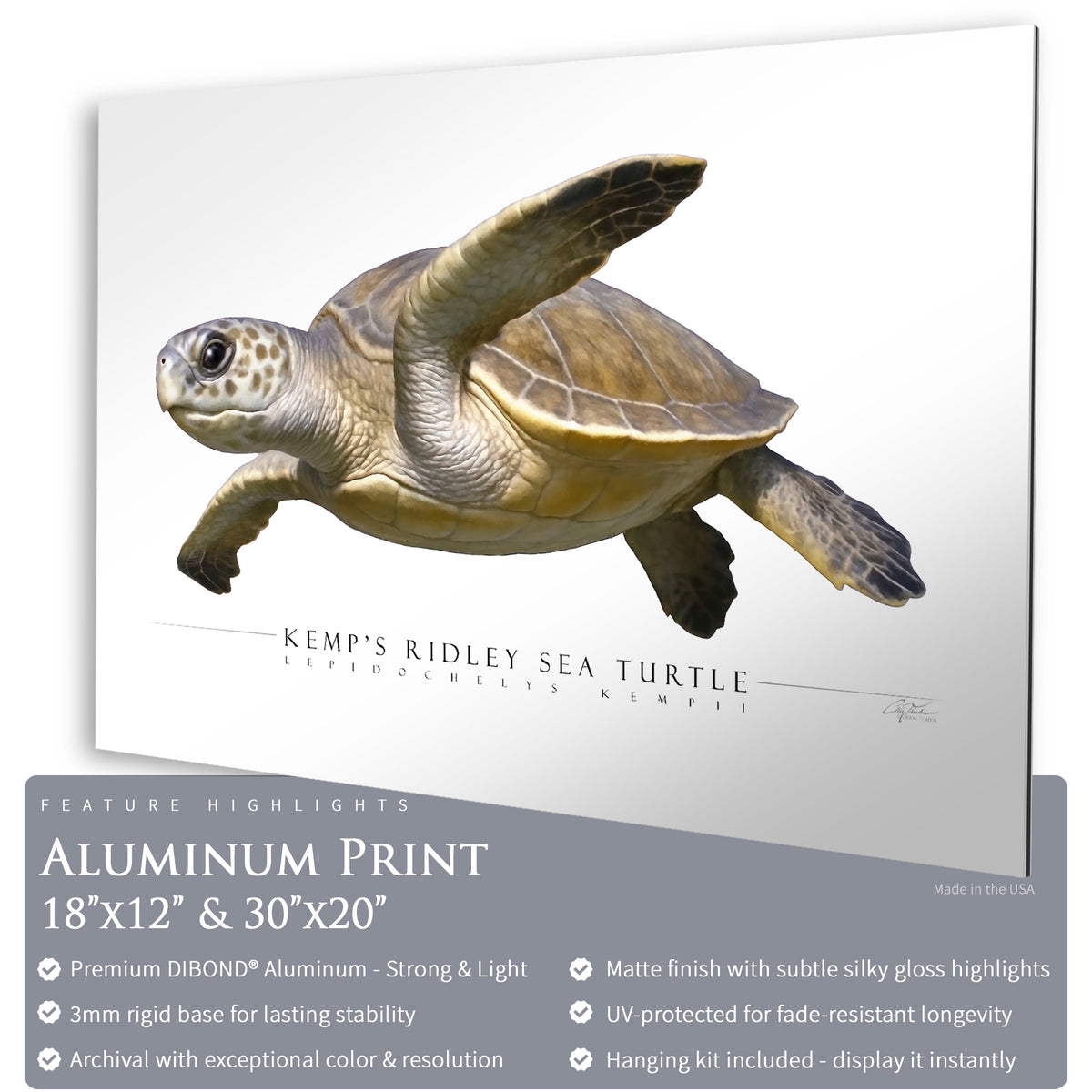 Side View Ridley Kemp's Ridley Sea Turtle - Side View – Wild Spey