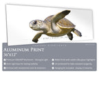 Kemp's Ridley Sea Turtle - Side View