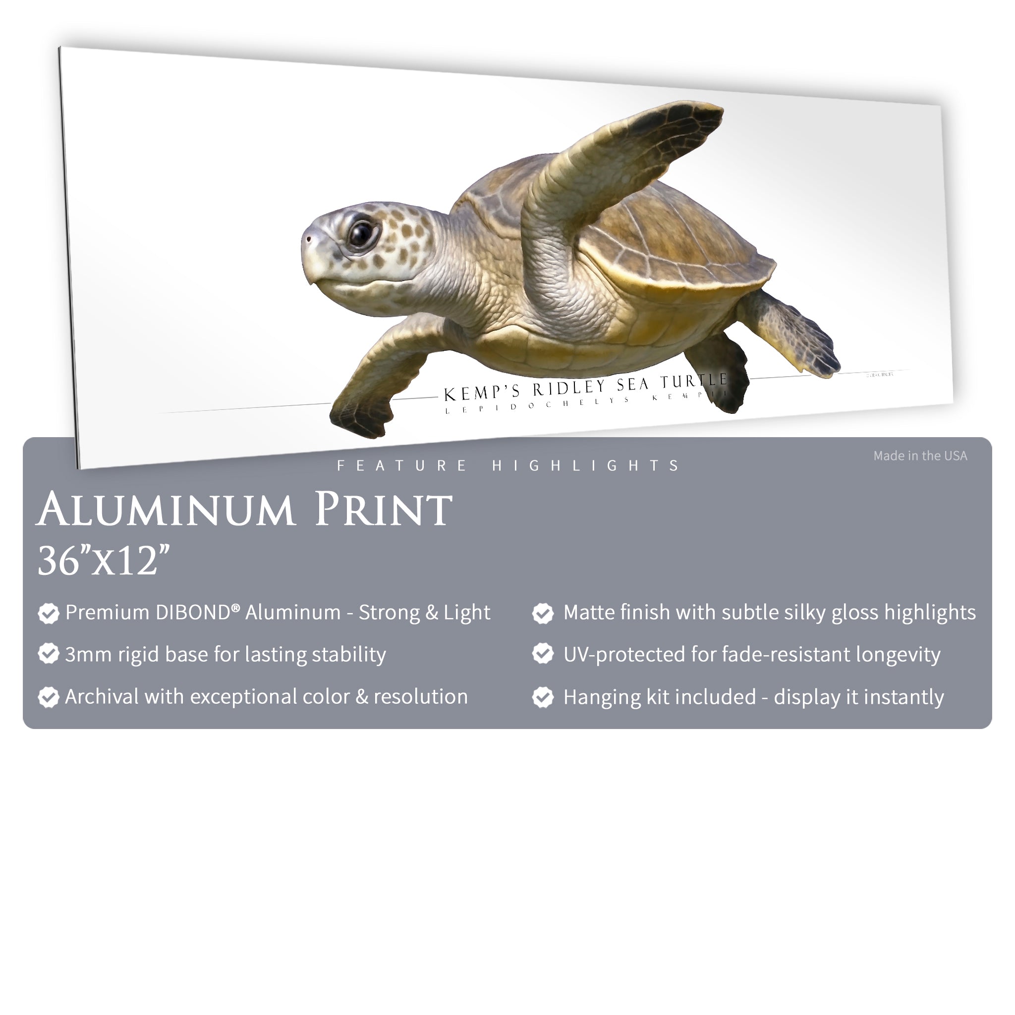 Kemp's Ridley Sea Turtle - Side View