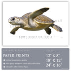 Kemp's Ridley Sea Turtle - Side View