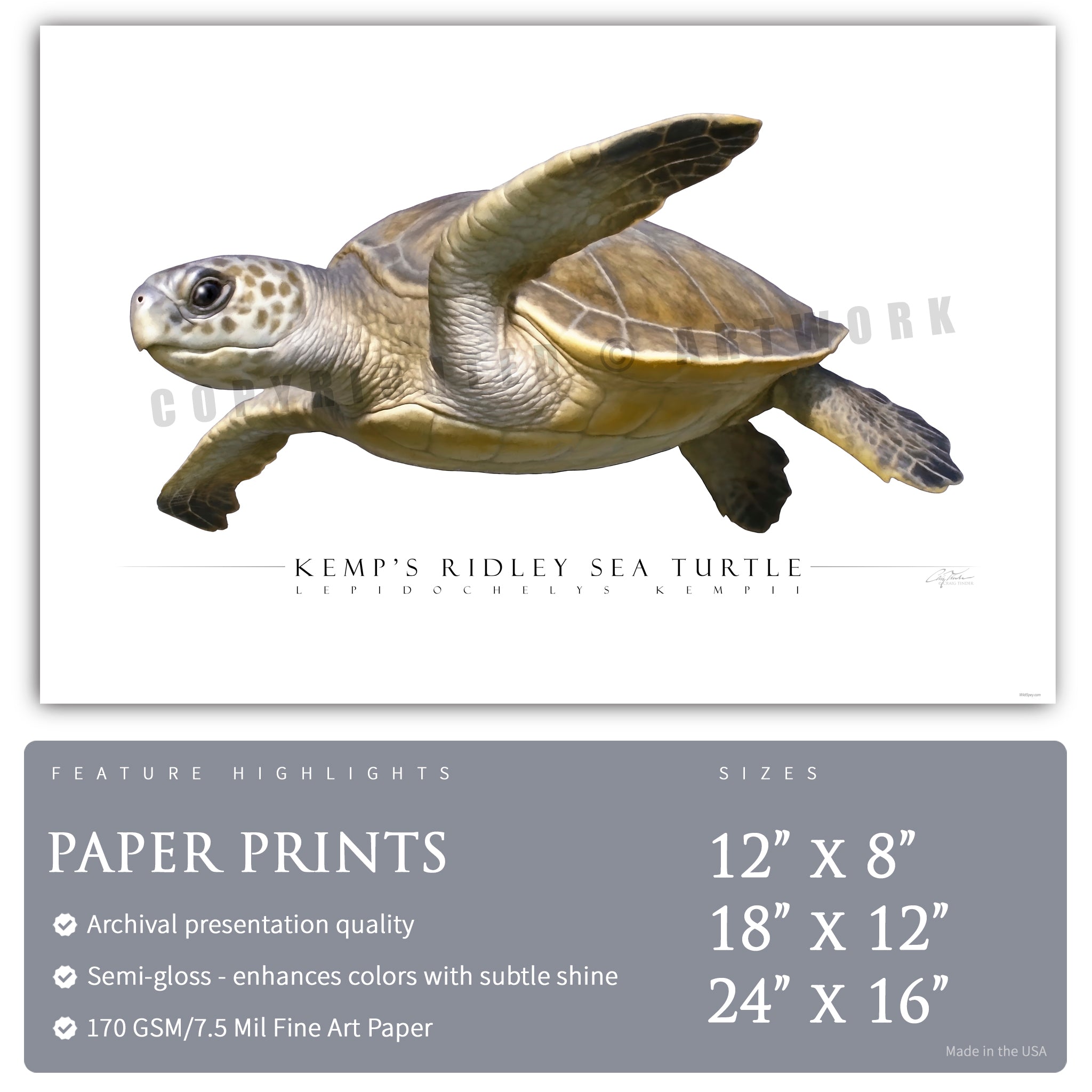 Kemp's Ridley Sea Turtle - Side View