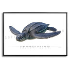 Leatherback Sea Turtle - Side View