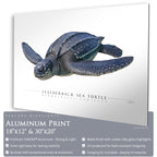 Leatherback Sea Turtle - Side View