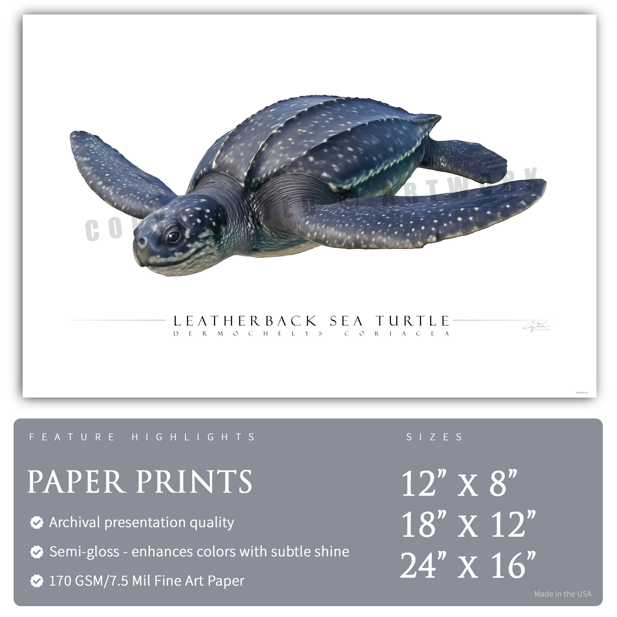 Leatherback Sea Turtle - Side View