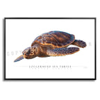 Loggerhead Sea Turtle - Side View