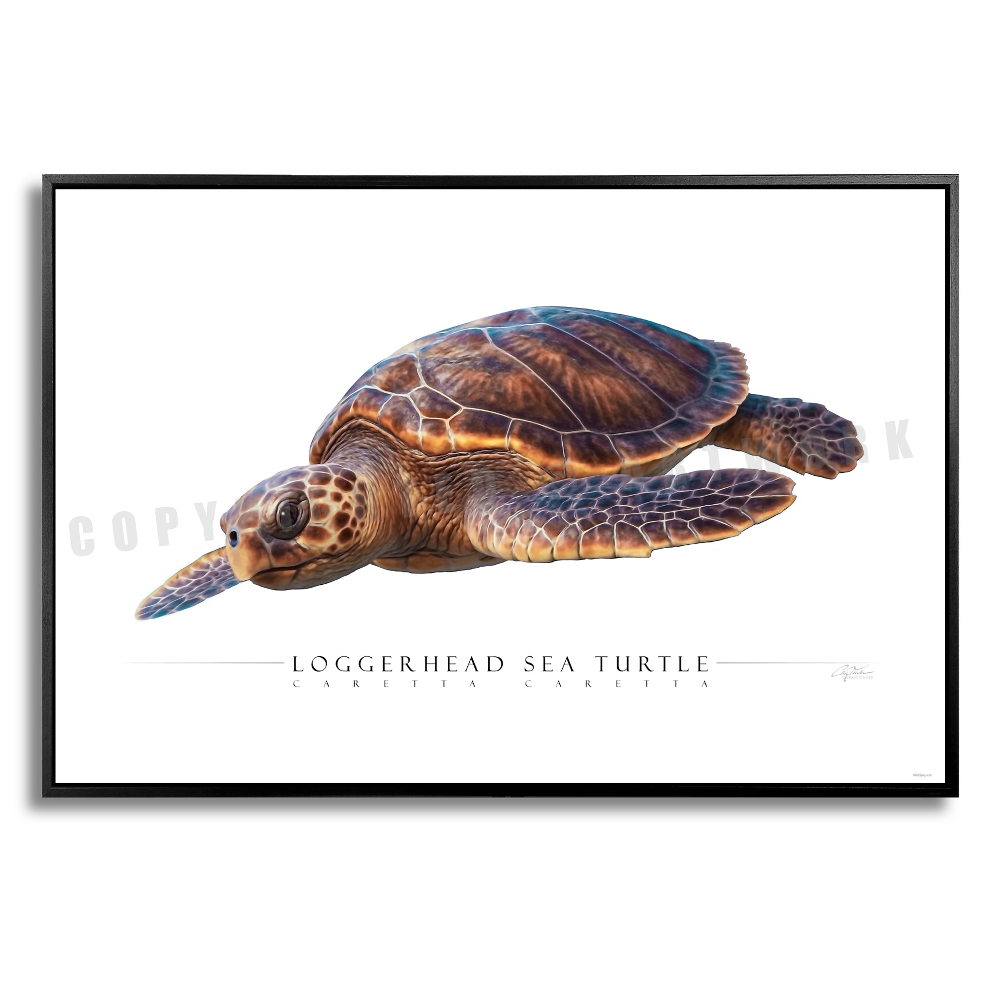 Loggerhead Sea Turtle - Side View