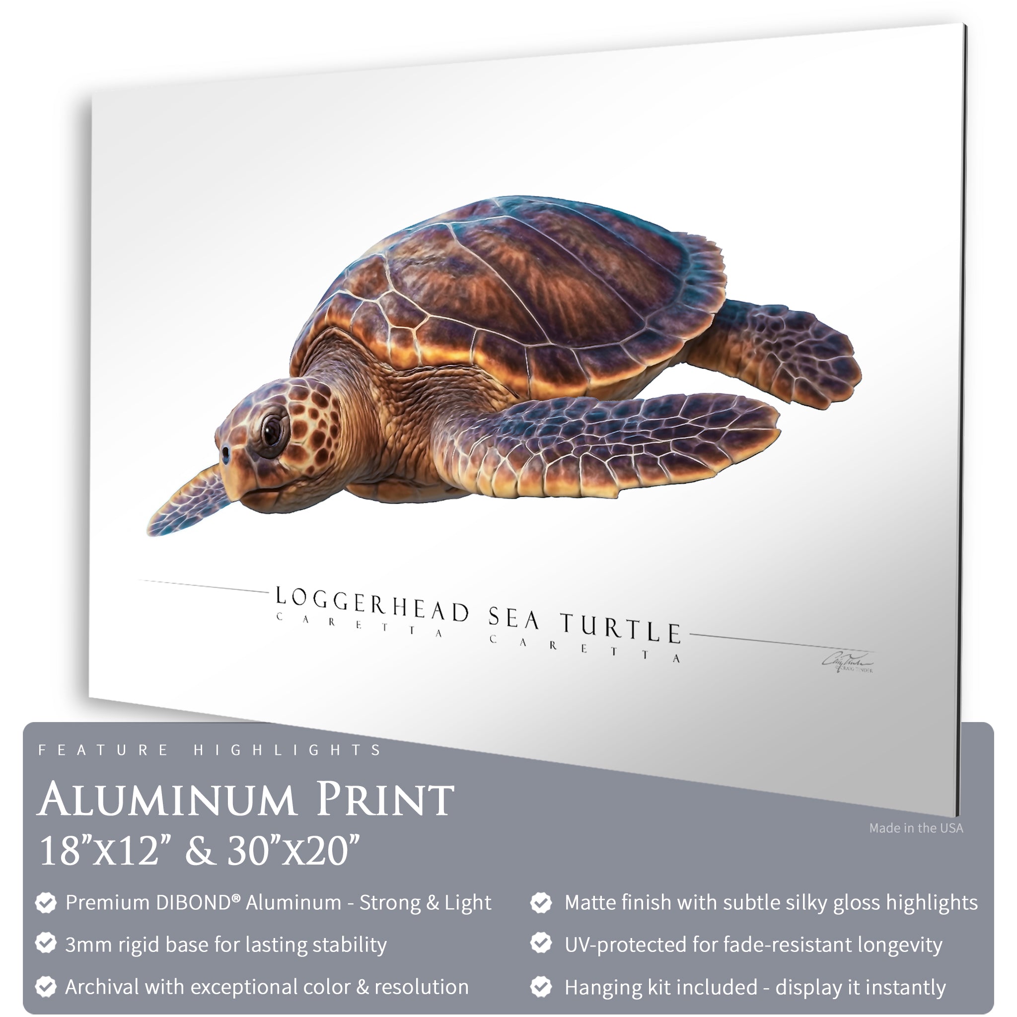 Loggerhead Sea Turtle - Side View