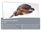 Loggerhead Sea Turtle - Side View