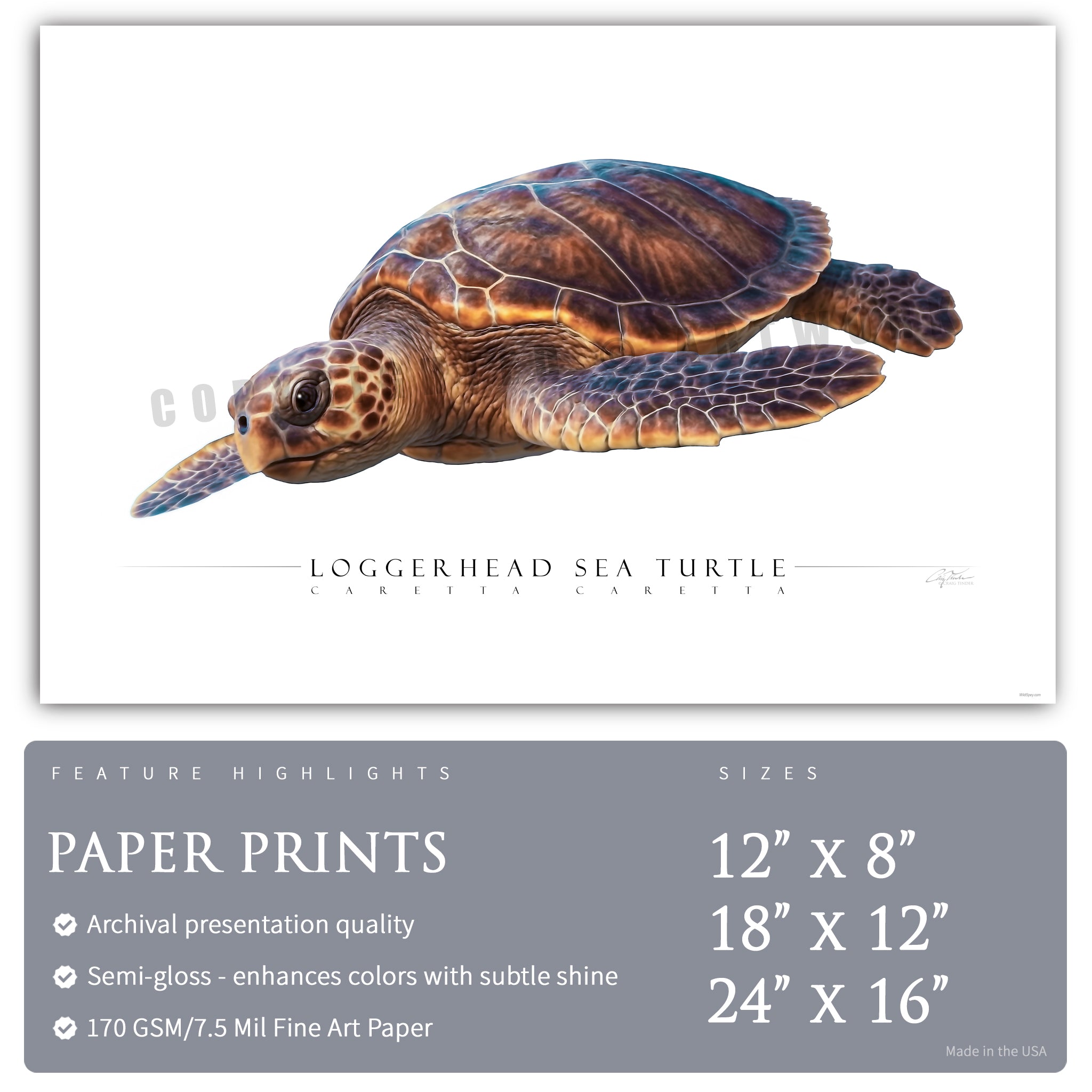 Loggerhead Sea Turtle - Side View